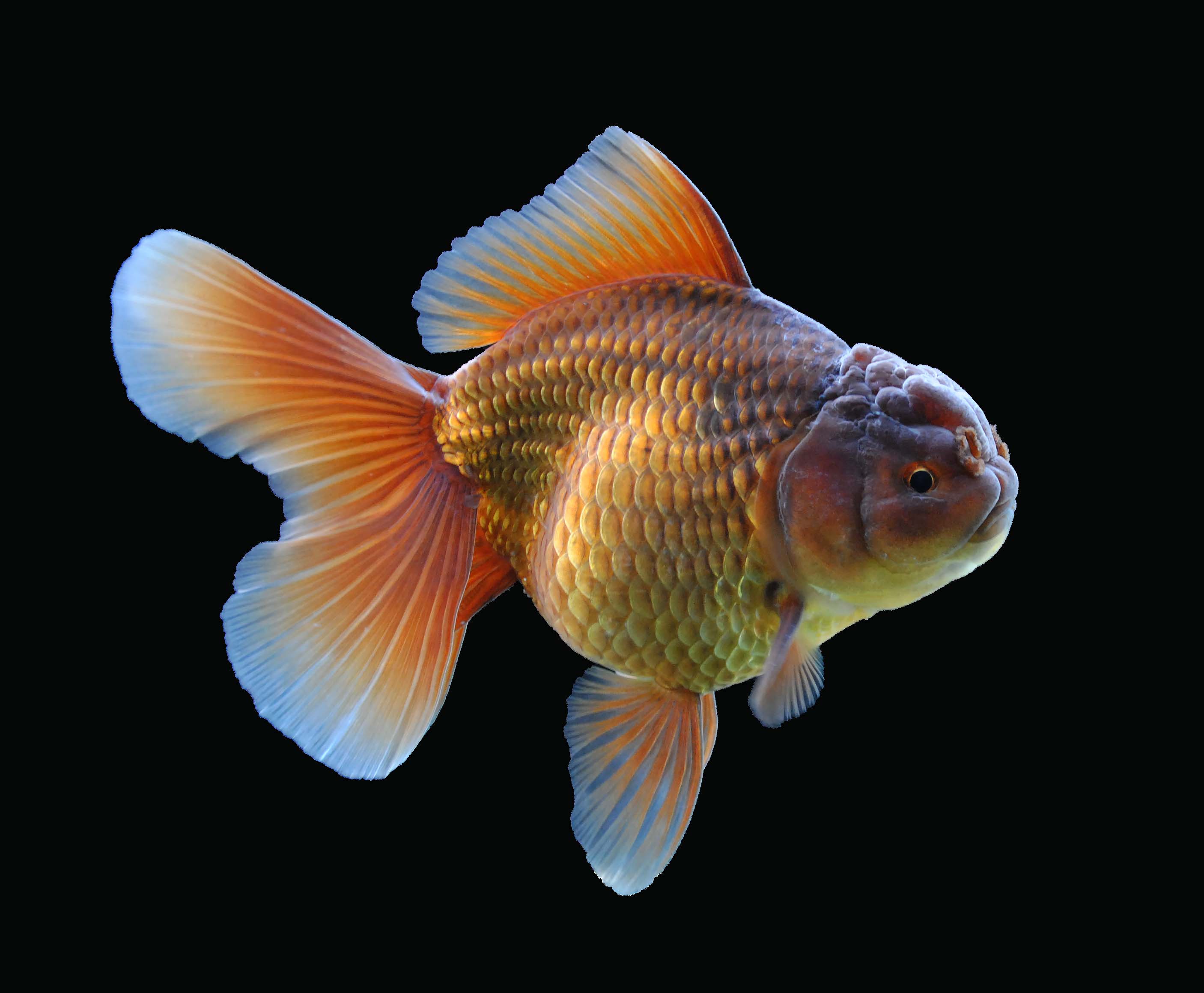 Marine Fish Breeding